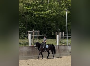 Lusitanos Mix, Stute, 8 Jahre, 160 cm, Schwarzbrauner