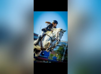 Lusitanos, Stute, 8 Jahre, 160 cm, White