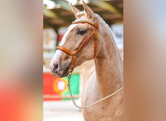 Lusitanos, Stute, 8 Jahre, 161 cm, Palomino