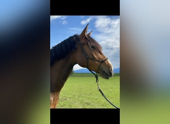 Lusitanos, Stute, 8 Jahre, 164 cm, Brauner