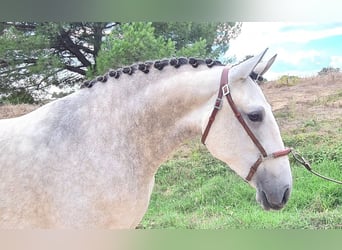 Lusitanos, Stute, 8 Jahre, 165 cm, Schimmel