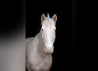 Lusitanos, Stute, 9 Jahre, 148 cm, Cremello