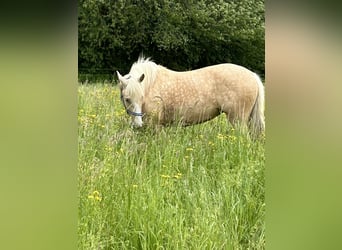 Lusitanos, Stute, 9 Jahre, 150 cm, Palomino