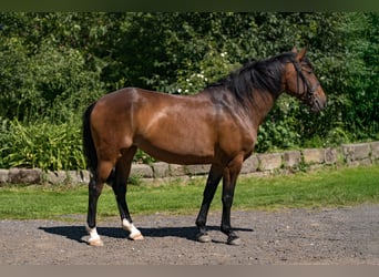 Lusitanos, Stute, 9 Jahre, 155 cm, Dunkelbrauner