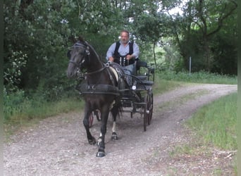 Lusitanos, Stute, 9 Jahre, 156 cm, Rappe