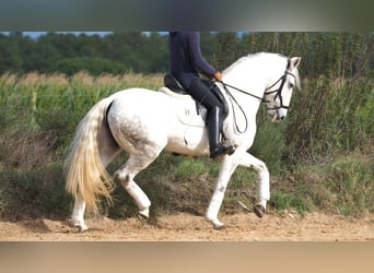 Lusitanos, Stute, 9 Jahre, 160 cm, Schimmel