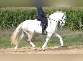Lusitanos, Stute, 9 Jahre, 160 cm, Schimmel