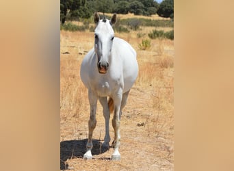 Lusitanos, Stute, 9 Jahre, 160 cm, Schimmel