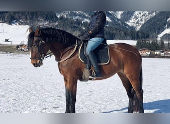 Lusitanos, Stute, 9 Jahre, 164 cm, Brauner