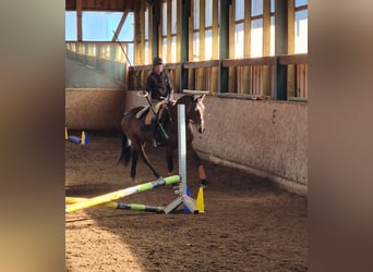 Lusitanos, Stute, 9 Jahre, 164 cm, Brauner