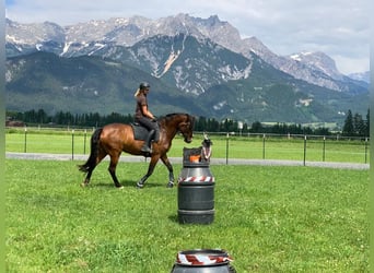 Lusitanos, Stute, 9 Jahre, 164 cm, Brauner