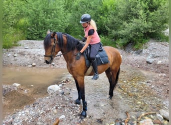 Lusitanos, Stute, 9 Jahre, 164 cm, Brauner