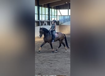 Lusitanos, Stute, 9 Jahre, 164 cm, Brauner