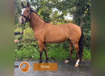 Lusitanos, Stute, 9 Jahre, 164 cm, Hellbrauner