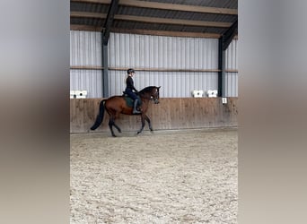 Lusitanos, Stute, 9 Jahre, 165 cm, Brauner