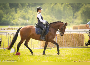 Lusitanos, Stute, 9 Jahre, 165 cm, Brauner