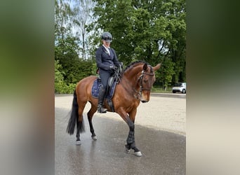 Lusitanos, Stute, 9 Jahre, 165 cm, Brauner
