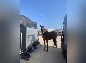 Lusitanos, Stute, 9 Jahre, 165 cm, Brauner