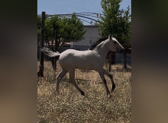 Lusitanos Mix, Stute, Fohlen (04/2026), 110 cm, Rotbrauner