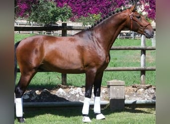 Lusitanos, Stute, , 160 cm, Brauner