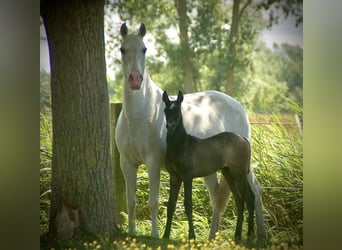 Lusitanos, Stute, Fohlen (05/2026), 160 cm, Schimmel