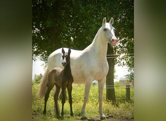 Lusitanos, Stute, Fohlen (05/2026), 160 cm, Schimmel