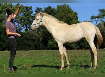 Lusitanos, Stute, Fohlen (05/2025), 162 cm, Pearl