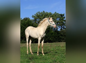 Lusitanos, Stute, Fohlen (05/2025), 162 cm, Pearl