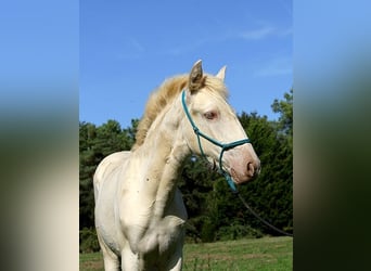 Lusitanos, Stute, Fohlen (05/2025), 162 cm, Pearl