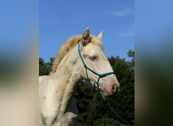 Lusitanos, Stute, Fohlen (05/2025), 162 cm, Pearl