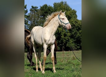 Lusitanos, Stute, Fohlen (05/2025), 162 cm, Pearl