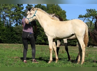 Lusitanos, Stute, Fohlen (05/2025), 162 cm, Pearl