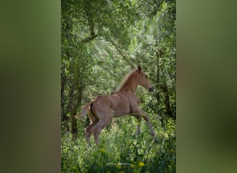 Lusitanos, Stute, Fohlen (04/2024), 163 cm, Palomino