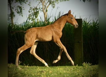 Lusitanos, Stute, Fohlen (04/2026), 165 cm, Brauner