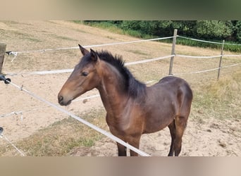 Lusitanos, Stute, Fohlen (02/2026), 168 cm, Dunkelbrauner