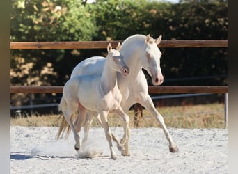 Lusitanos, Stute, Fohlen (04/2026), Cremello