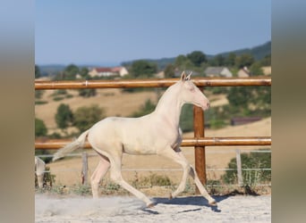 Lusitanos, Stute, Fohlen (04/2026), Cremello