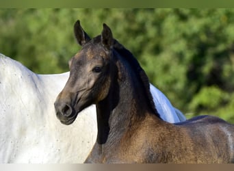 Lusitanos, Stute, Fohlen (01/2024), Kann Schimmel werden