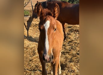 Lusitanos, Stute, Fohlen (03/2026)