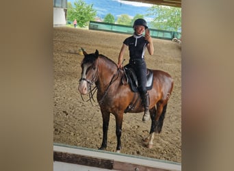 Lusitanos, Wallach, 10 Jahre, 147 cm, Brauner