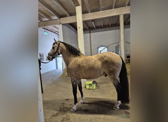 Lusitanos Mix, Wallach, 10 Jahre, 155 cm, Buckskin