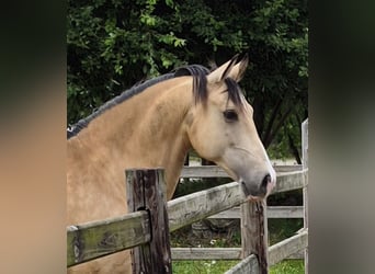 Lusitanos Mix, Wallach, 10 Jahre, 155 cm, Buckskin