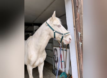 Lusitanos, Wallach, 10 Jahre, 155 cm