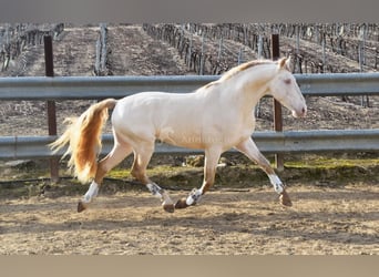 Lusitanos, Wallach, 10 Jahre, 158 cm, Perlino