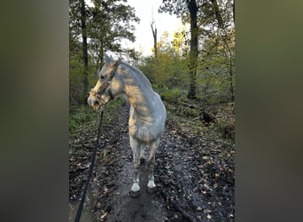 Lusitanos Mix, Wallach, 10 Jahre, 158 cm, Schimmel