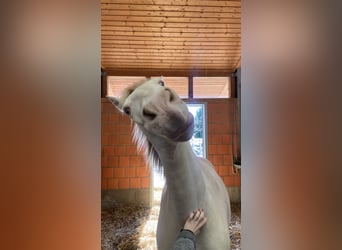Lusitanos, Wallach, 10 Jahre, 160 cm