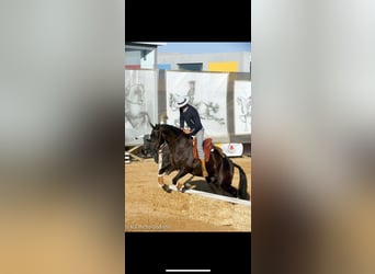 Lusitanos, Wallach, 10 Jahre, 161 cm