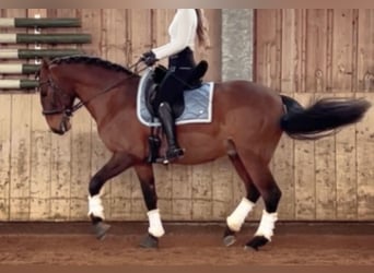 Lusitanos, Wallach, 10 Jahre, 162 cm, Brauner