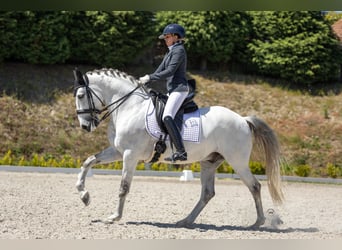 Lusitanos, Wallach, 10 Jahre, 162 cm, Schimmel