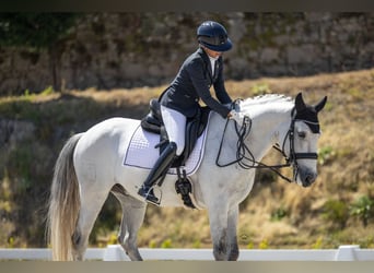 Lusitanos, Wallach, 10 Jahre, 162 cm, Schimmel
